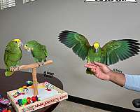 cute-red-lory-for-sale