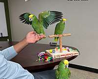 companion-red-lory-for-sale