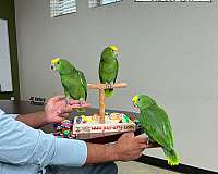exotic-red-lory-for-sale