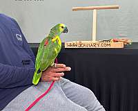 companion-red-lory-for-sale