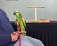 cute-red-lory-for-sale