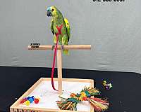 exotic-red-lory-for-sale