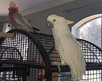 male-triton-cockatoo-for-sale