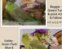 young-bird-for-sale-in-conyers-ga