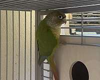 bonded-pair-playful-green-cheek-conure-for-sale