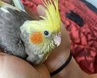 cinnamon-cockatiel-for-sale