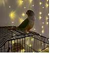 green-cheek-conure-for-sale-in-manhattan-ks