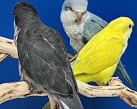 quaker-parrots-for-sale-in-flower-mound-tx