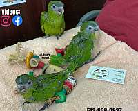 green-purple-bird-for-sale-in-austin-tx