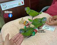 green-purple-ringneck-parakeet-for-sale
