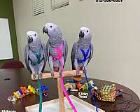 green-purple-ringneck-parakeet-for-sale