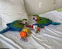 blue-green-ringneck-parakeet-for-sale