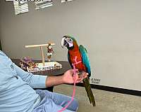 ringneck-parakeet-for-sale-in-austin-tx