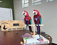 ringneck-parakeet-for-sale-in-austin-tx