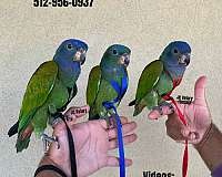 ringneck-parakeet-for-sale
