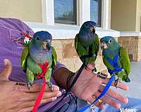 blue-green-ringneck-parakeet-for-sale