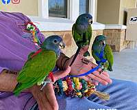 ringneck-parakeet-for-sale-in-austin-tx