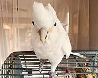 exotic-cockatoo-goffin-cockatoo-for-sale