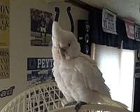 white-goffin-cockatoo-for-sale