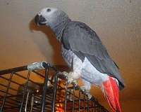 black-congo-african-grey-parrot-for-sale