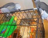 red-congo-african-grey-parrot-for-sale