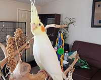 lutino-cockatiel-for-sale