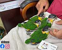 bourke-parakeet-for-sale-in-austin-tx