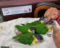 talking-bourke-parakeet-for-sale