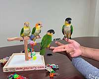 homing-bourke-parakeet-for-sale