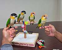 talking-bourke-parakeet-for-sale