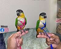 bourke-parakeet-for-sale-in-austin-tx