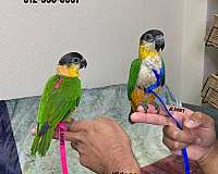 homing-bourke-parakeet-for-sale