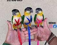 bourke-parakeet-for-sale-in-austin-tx