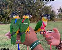 homing-bourke-parakeet-for-sale