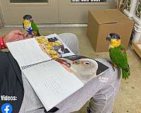 talking-bourke-parakeet-for-sale