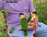 bourke-parakeet-for-sale-in-austin-tx