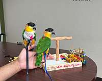 bourke-parakeet-for-sale-in-austin-tx