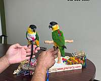 talking-bourke-parakeet-for-sale