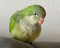 green-bird-for-sale-in-justin-tx