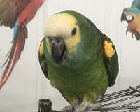 medium-double-yellow-head-amazon-parrot-for-sale