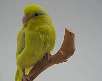 handfed-bird-for-sale-in-bradenton-fl