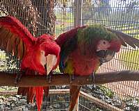 military-macaw-for-sale-in-modesto-ca