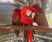mixed-military-macaw-for-sale