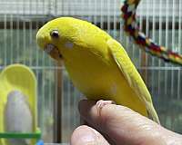 parakeet-for-sale-in-zuni-va