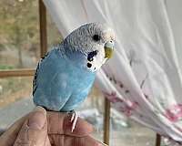 blue-lutino-bird-for-sale-in-zuni-va