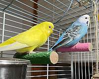 blue-lutino-bonded-pair-bird-for-sale