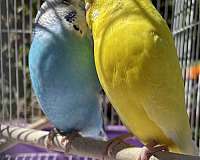 bonded-pair-bird-for-sale-in-zuni-va