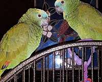 adult-bird-for-sale-in-andover-mn