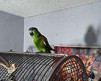macaw-for-sale-in-middlebury-ct