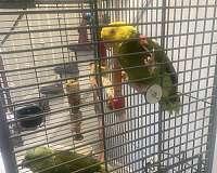 adult-bird-for-sale-in-lockport-ny